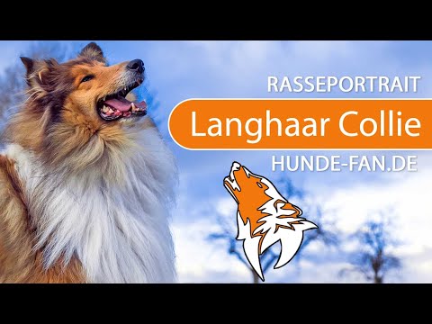 ► Langhaarcollie - Rough Collie [2019] Rasse, Aussehen & Charakter