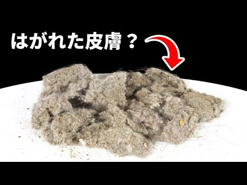 ハウスダストって、本当にほとんどがはがれた皮膚なんでしょうか?