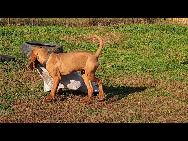 Vizsla welpen kaufen