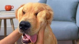 Funny Golden Retriever Dog Compilation NEW