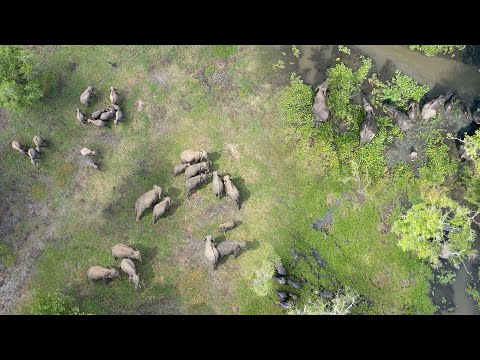 🐘🦏herd of elephants are drinking water from the lake #elephants #dji #wildlife Dream Scenario