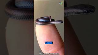 Download lagu The world’s tiniest snake: Barbados snake mp3