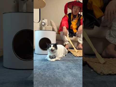 곤장 맞고 정신차린 고양이