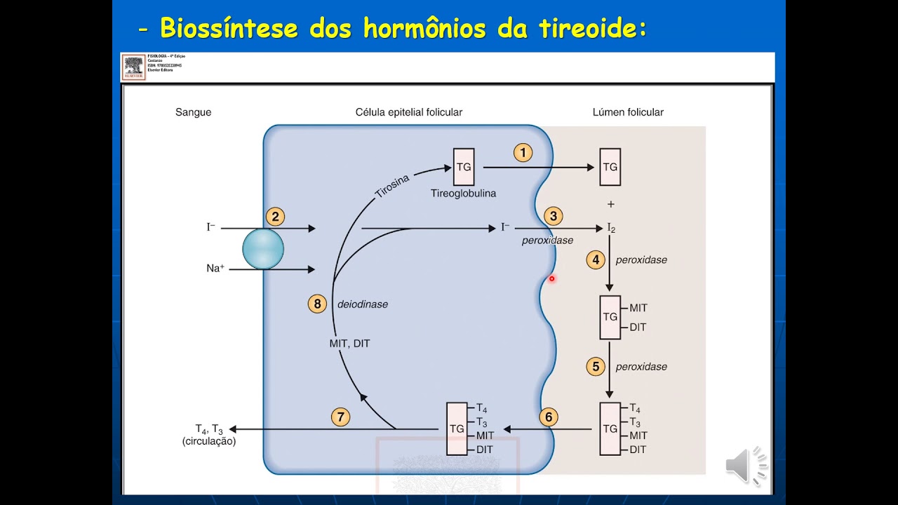 Sistema Endócrino Tireóide