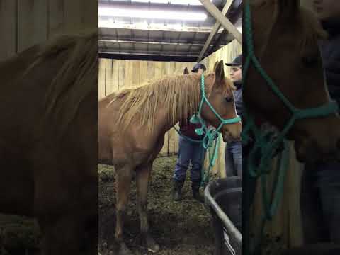 SOLD ❤️ Tag#1423/1424 - Arabian Mares - Sorrel - 14.1 H - 6/7 YO - $775A PIECE