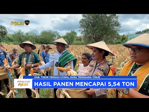 POLRES TIMUR TENGAH UTARA, KAPOLDA NTT, DAN WAGUB HADIRI PANEN RAYA JAGUNG DI DESA LATNEO SELATAN