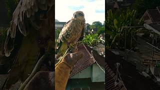 Download lagu Melatih Elang BK (Black Kite) Soar..#elang #eagle #blackkite #soaring #soaringeagle #freeflight mp3