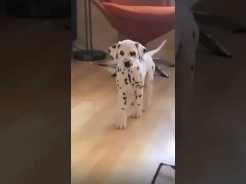 THE CUTEST DALMATIAN 😍#shorts