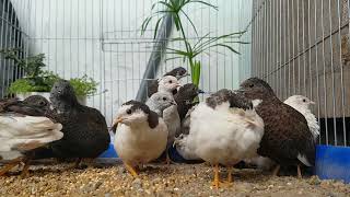 King quails | chim cút kiểng