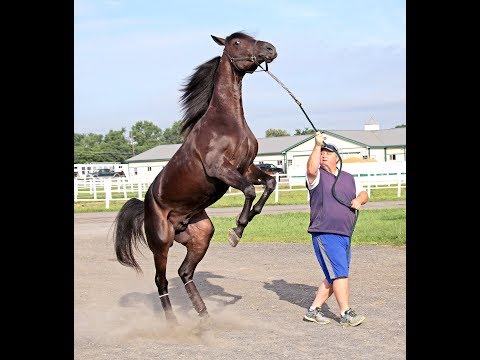 2018 Hambo Contenders  -- Southwind Chrome