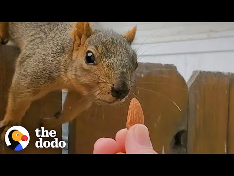 The Story of Squirrel Man and Her Nutty Adventures