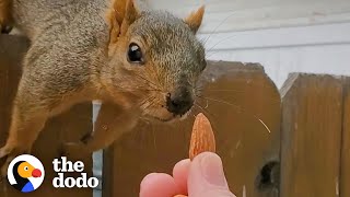 Squirrel Follows Woman Home and Demands Nuts | The Dodo Wild Hearts