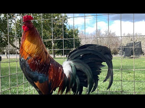 Gallo col givens hatch