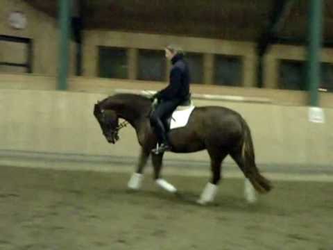 5 Jährige Stute von Gralshüter x Rotario