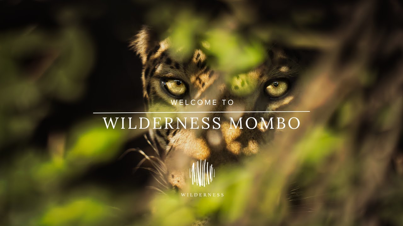 Wilderness Mombo: Meet Me At Mombo