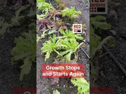 Winter Growing: Halts & Resumes Amidst Climate Change