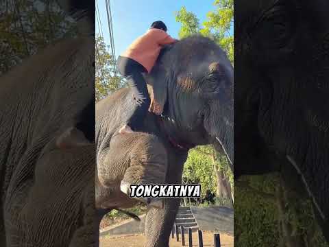 Gajah tau prosedur latihan