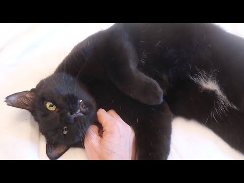YouTube video about: Who sells pure harmony cat food?