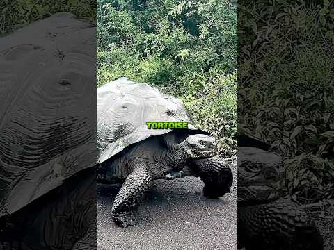 How a Tortoise Beat a 16-Foot Anaconda 😳