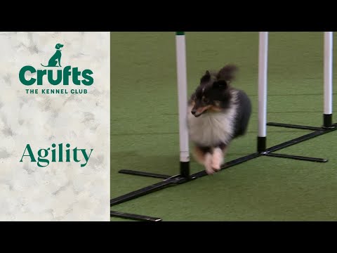 Agility - Championship Small/ Medium Part 2 | ​Crufts 2024