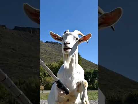 El chivo llega a El Huecu #chivoloco #neuquén #humor #chivos #goat