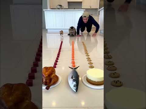 Chihuahua trying to take the W? 🐕🏆 Maine Coon is NOT letting up! 🦁