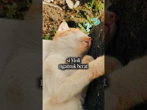 Gagal mimpi indah #videoshort #shortsvideo #short #cat #kucing #oyen #ngantuk #hiburan #lucu #sleep