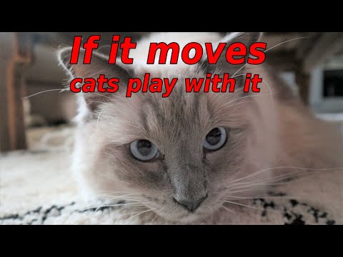 Why Expensive Cat Toys? Bowie the Ragdoll Cat & Bella Kitten