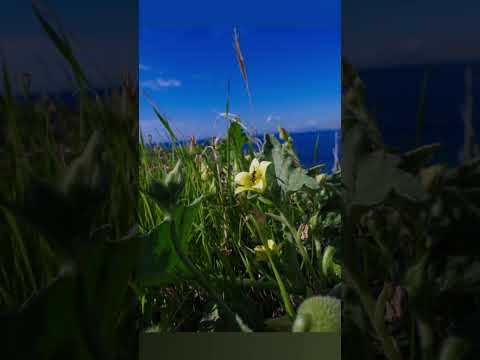 Video thumbnail for Video Review 3