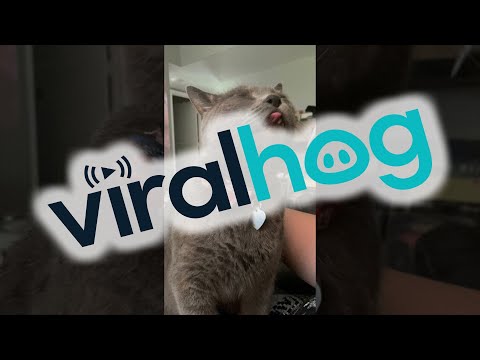 Cat's Sensitive Spot Makes Him Lick the Air || ViralHog
