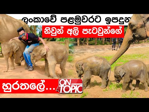 ලංකාවේ පළමුවරට උපන් නිවුන් අලි පැටවුන් | On Topic with Hasitha Wijewardena