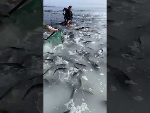 Столько рыбы ты не видел никогда! Сахалин, нерест сельди