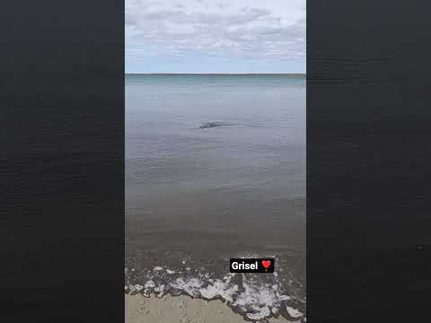 Hermoso robalo 🎣en Puerto San Julián Santa Cruz Argentina