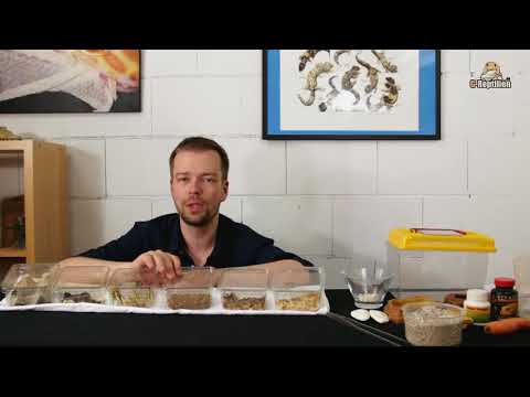 Leopard Gecko Tutorial Part 6 - Feeder Insects