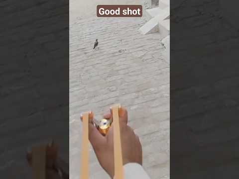 Slingshot Hunting|How to hunt Birds|Birds Hunting technique|#slingshot #youtubeshorts
