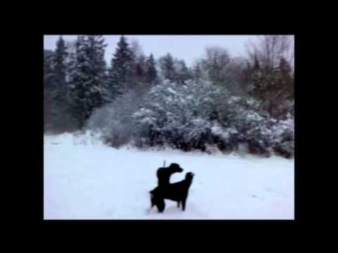 My Dobbis in action.mp4