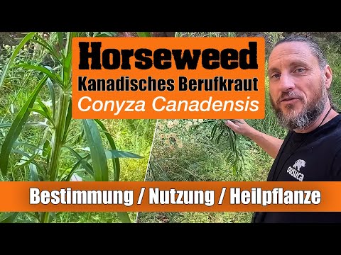 Kanadisches Berufkraut: Bestimmung und Alternative Nutzung