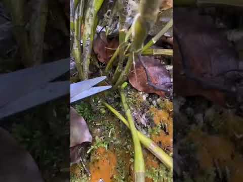 How amazing to grow orchids propagate plant fast and easy #2823