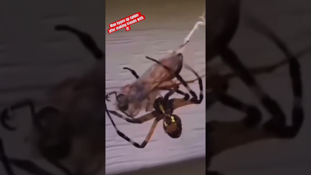 SPIDER VS BEE. Man feeds OPP bee to his SPIDER friend “Spi-Spi”! #funny #hood