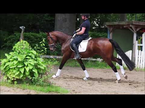 3j Stute For Romance x Rohdiamant