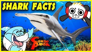 Combo Panda Learn about Sharks from Big Gil
