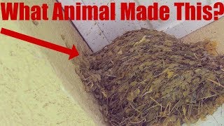 Amazing technique to get rid of pesty bird nest