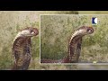 വാവ പിടികൂടിയതിൽ വച്ച്‌ ഏറ്റവും വലിയ മൂർഖൻ പാമ്പ് | Snakemaster EP 623