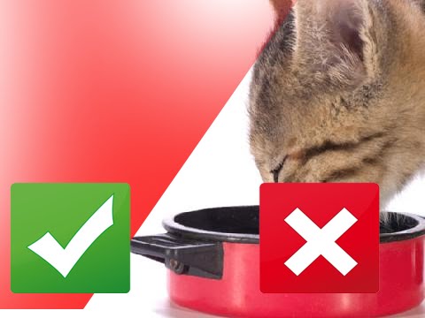 Are You Overfeeding Your Cat?
