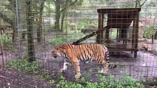 Last Walkabout Before Hurricane Irma