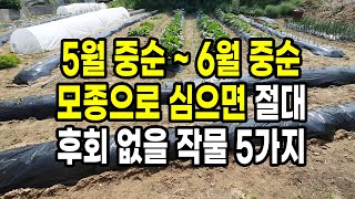 5월 중순 ~ 6월 중순 모종으로 심으면 절대 후회 없을 작물 5가지 추천