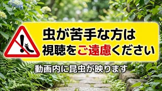 ニシアフのちくわくんの食事