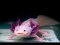 RainbowSixSiege Axolotling Everyone