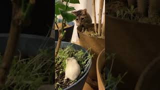 今日のおもち🐹（ハムスター）