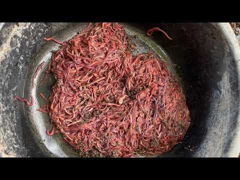 How to harvest worms from the bin.